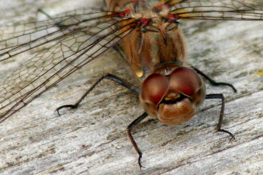 Das fliegende Auge