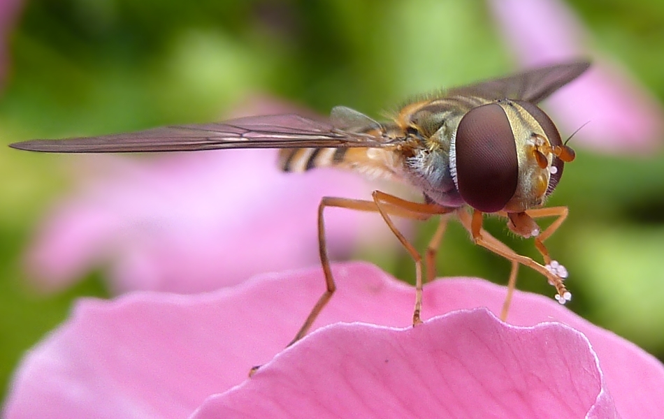 das fliegende Auge