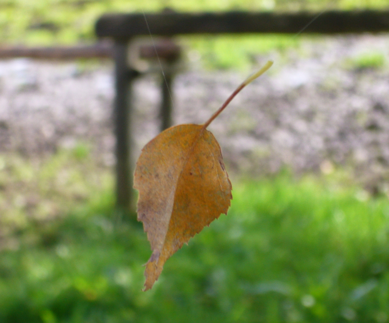 Das fliegende Blatt