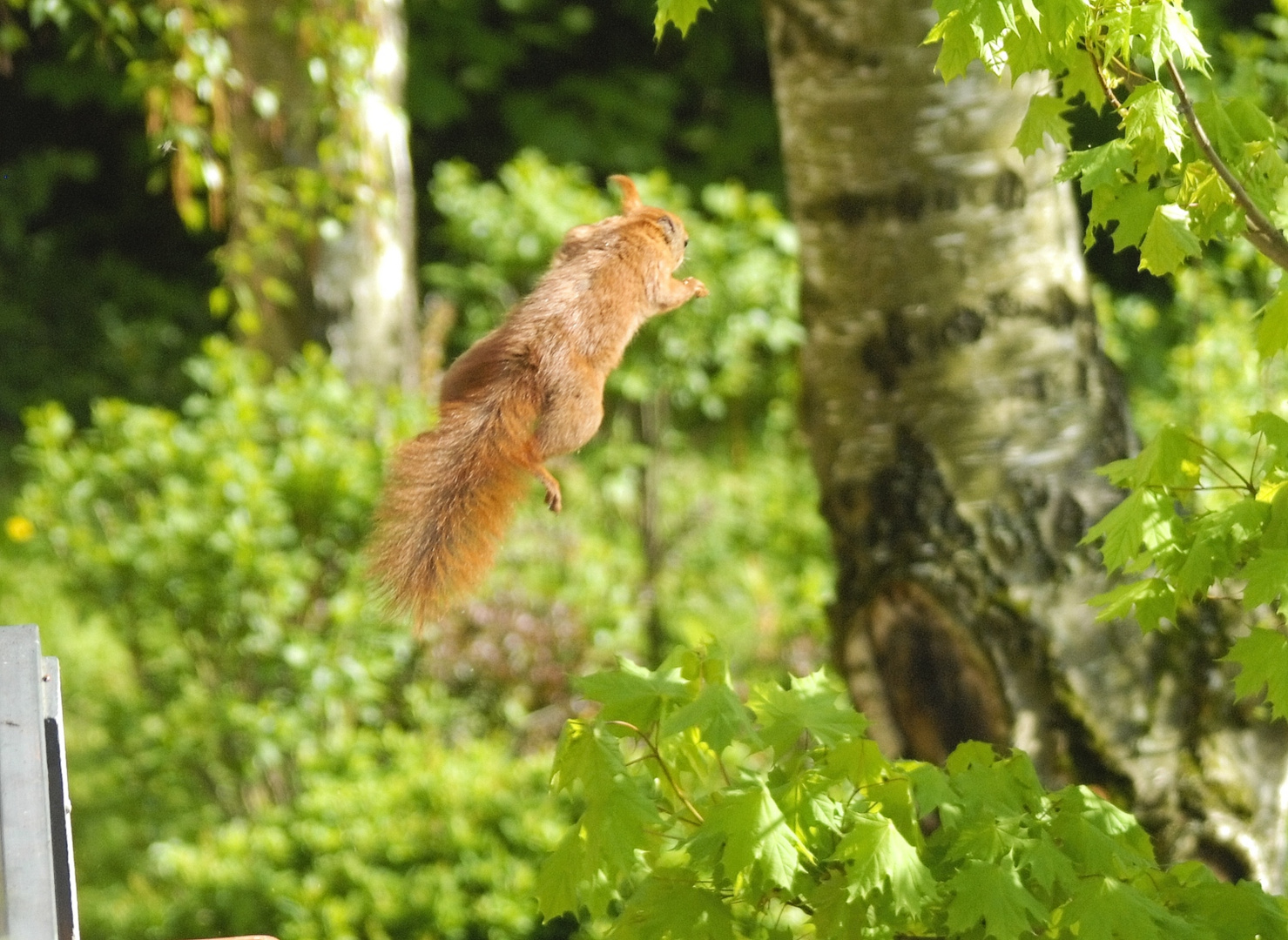 Das fliegende Eichhörnchen!