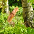 Das fliegende Eichhörnchen!