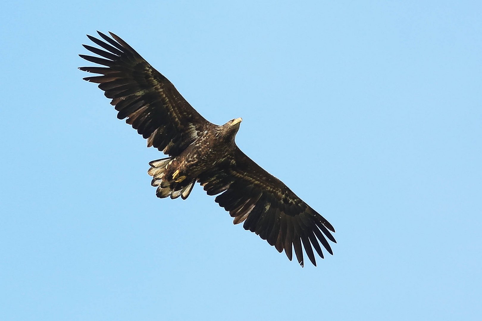 Das fliegende " Gerüstbrett "