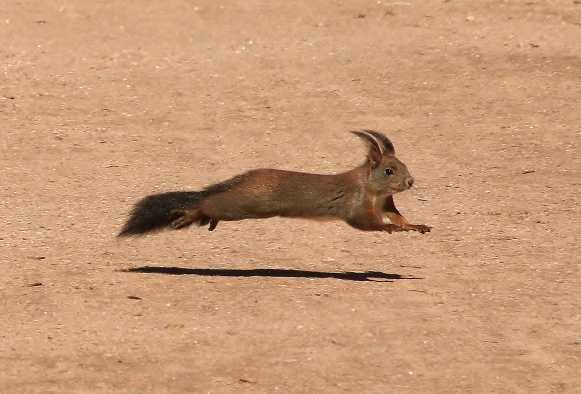 Das fliegende Hörnchen 