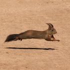 Das fliegende Hörnchen 