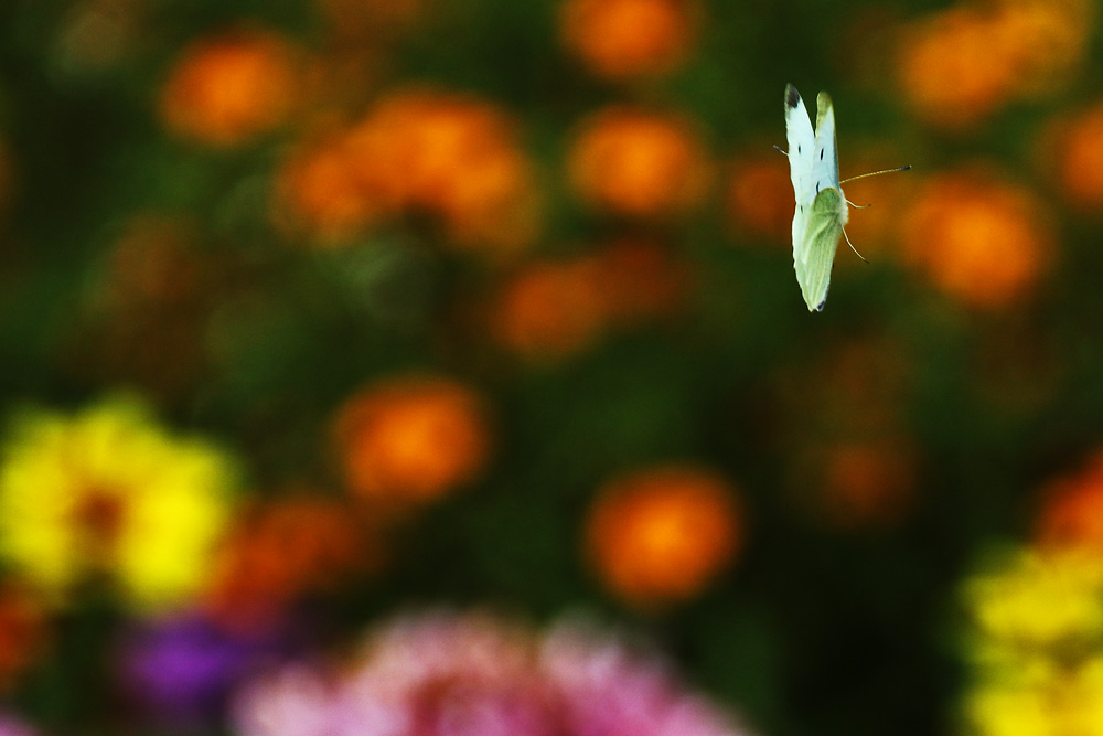 das fliegende "Weisse" im herbstlichen Farbentupfermeer