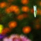 das fliegende "Weisse" im herbstlichen Farbentupfermeer