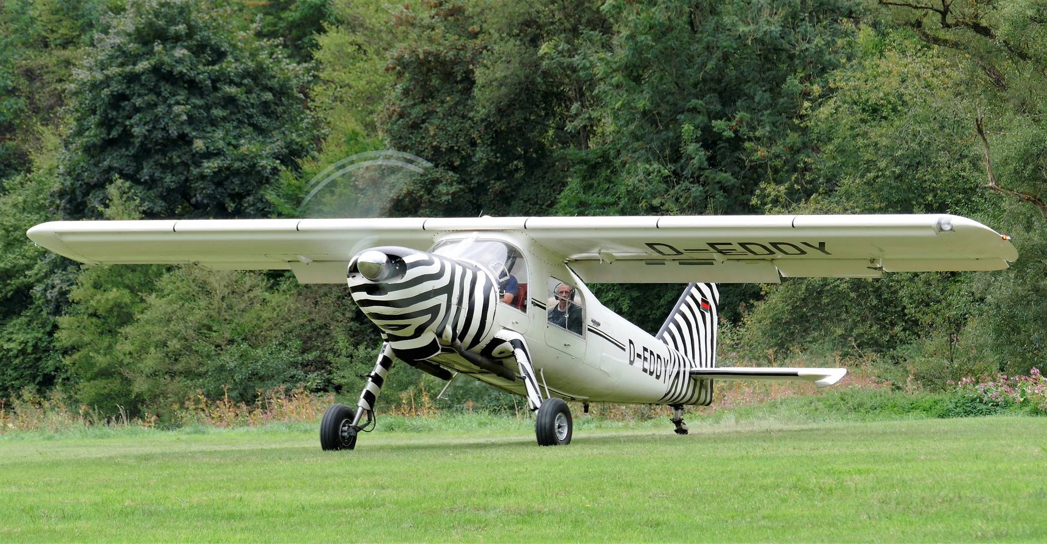 Das fliegende Zebra