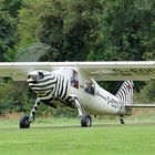 Das fliegende Zebra