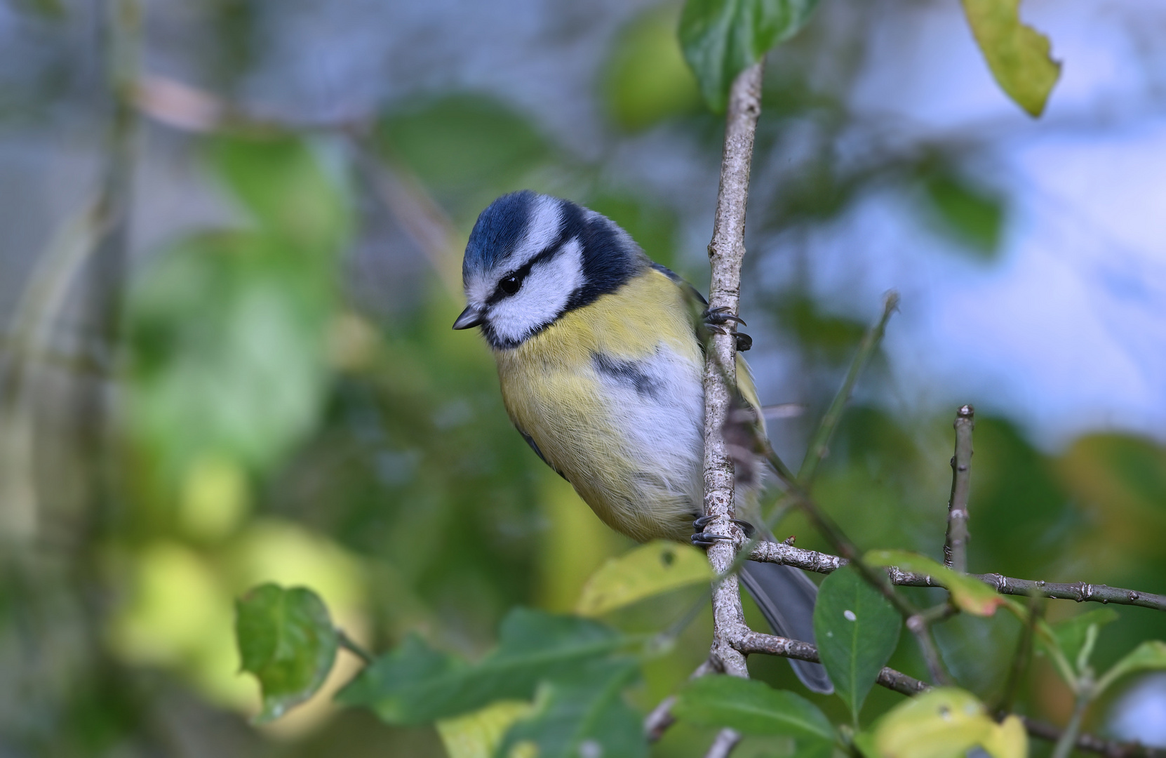 Das "Fliegengewicht" ...