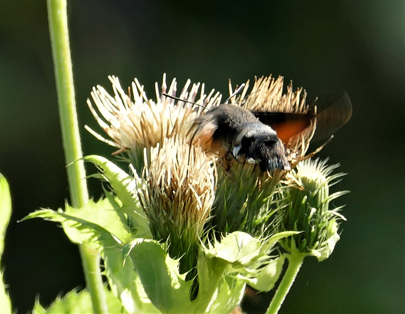 Das flinke Taubenschwänzchen