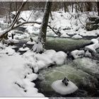 Das Flüsschen Plociczna im Drawienski Nationalpark