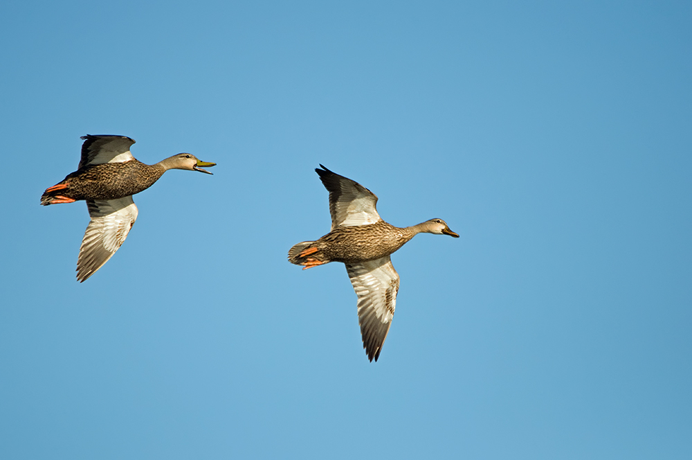 Das Flugbild von ihnen...