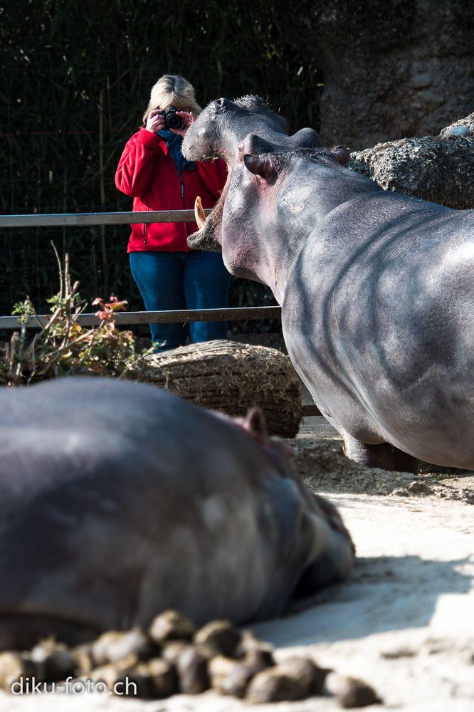 Das Flusspferd und die Fotografin