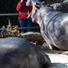 Das Flusspferd und die Fotografin