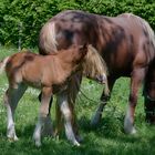 Das Fohlen mit dem Pony...