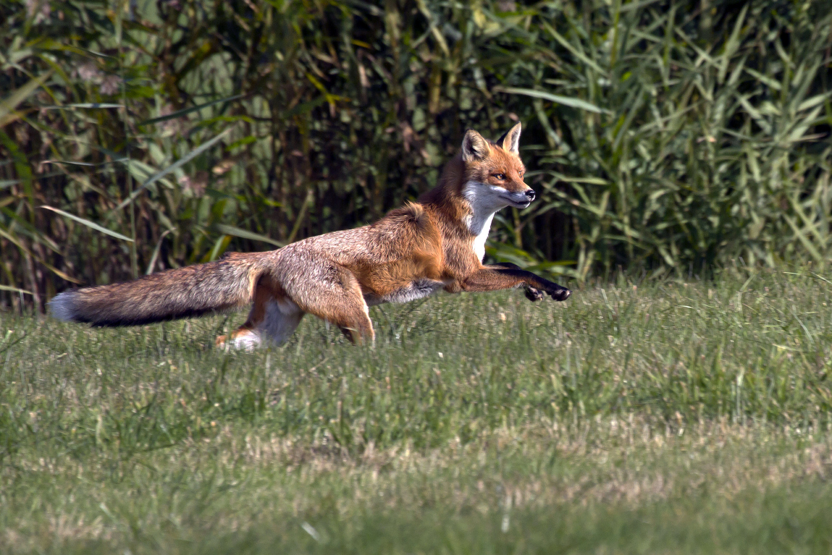 Das Foto davor - ein Fuchs im Orientierungssprung !