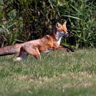 Das Foto davor - ein Fuchs im Orientierungssprung !