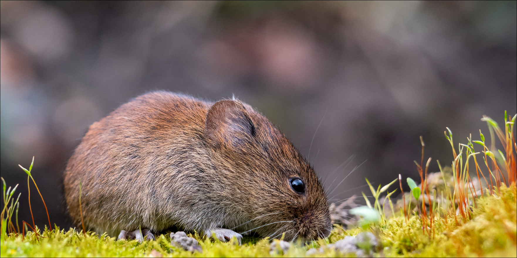 Das Foto mit der Maus III