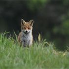 Das Foto von 'Foxi' ...