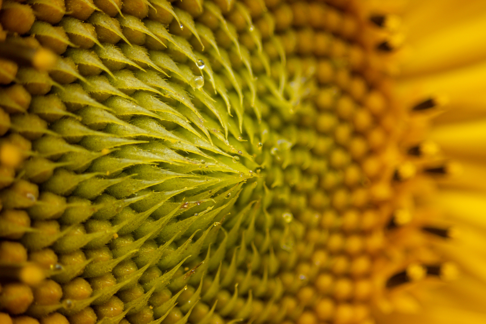 Das fraktale Zentrum einer Sonnenblumenblüte