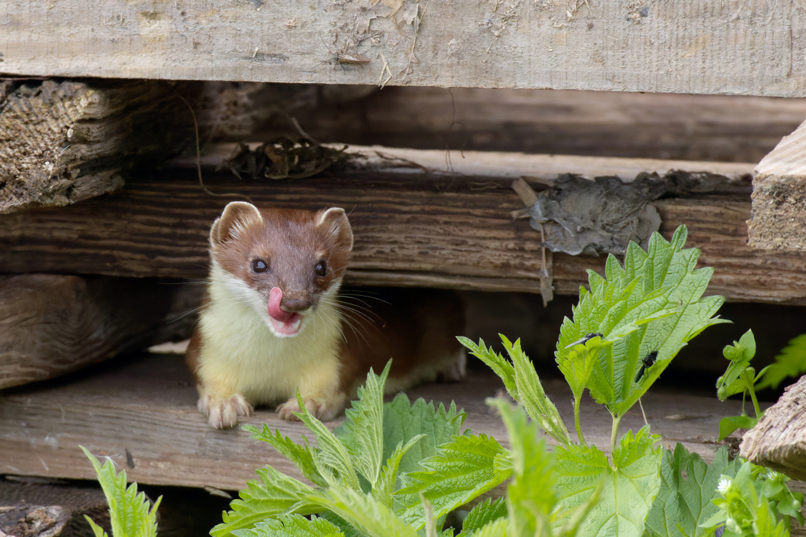 Das freche Hermelin -  (Mustela erminea)