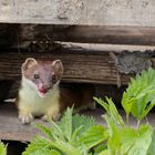 Das freche Hermelin -  (Mustela erminea)