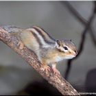 das freche Streifenhörnchen zeigt sich gerne :)