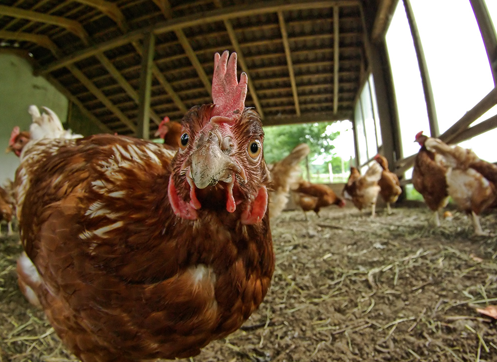 Das frechste Huhn von allen Foto &amp; Bild | tiere, haustiere, nutztiere ...