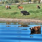 Das Freibad für Kühe