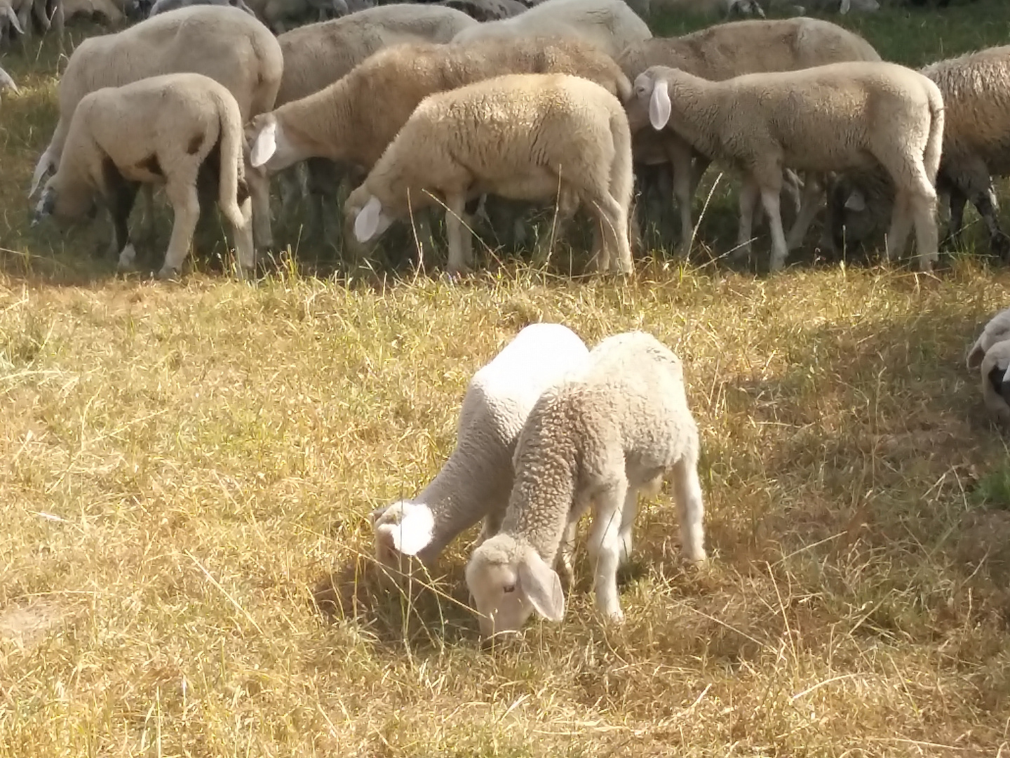 Das Fressen der Lämmer