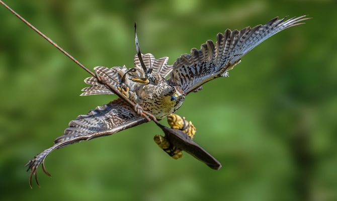 Das Fressen immer im Auge