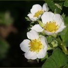 Das freuen auf Erdbeeren !