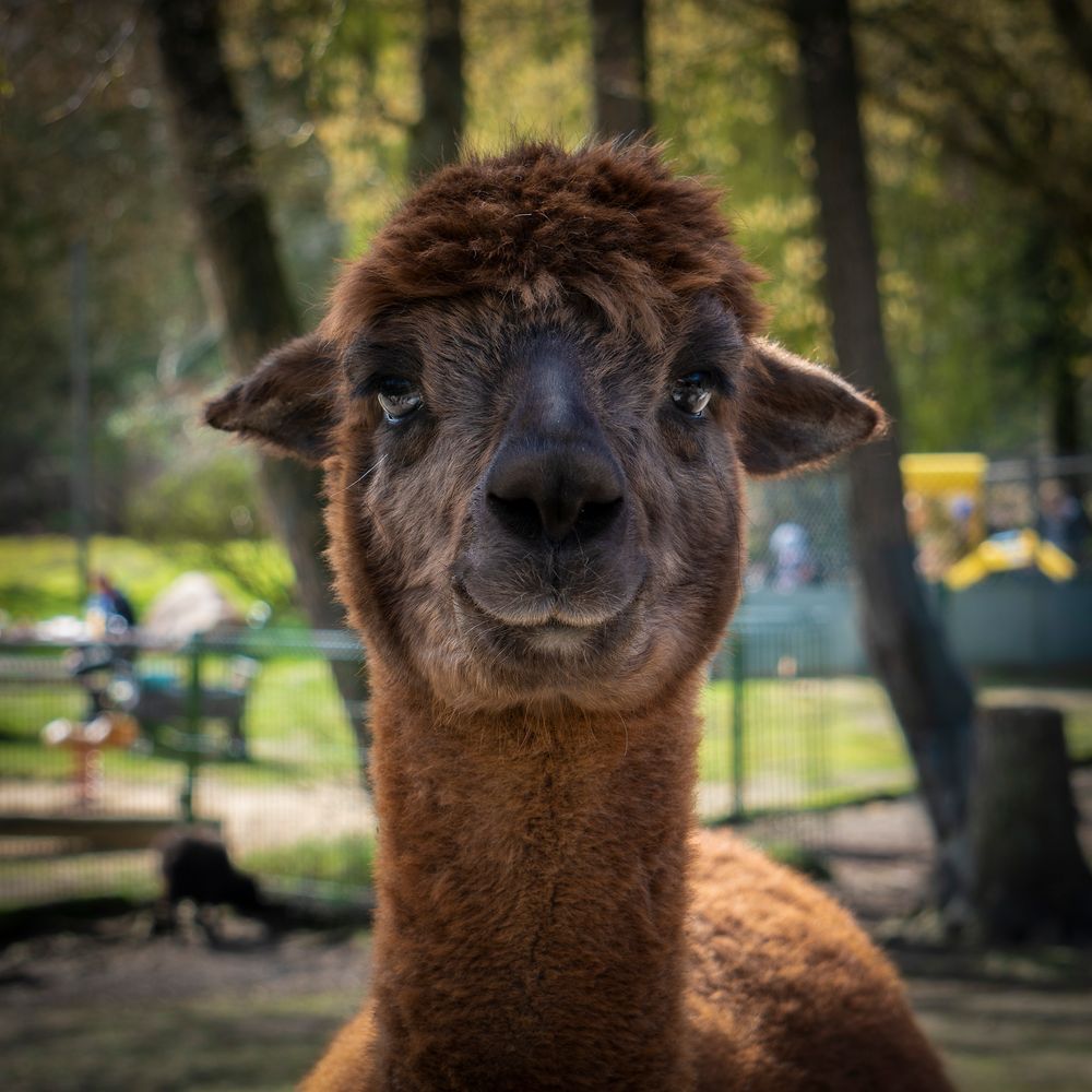 Das freundliche Alpaka Foto & Bild | tiere, zoo, wildpark & falknerei