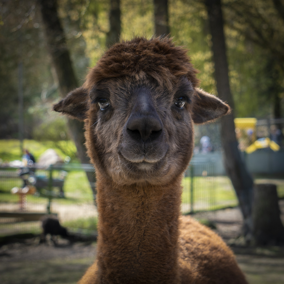 Das freundliche Alpaka Foto & Bild | tiere, zoo, wildpark & falknerei
