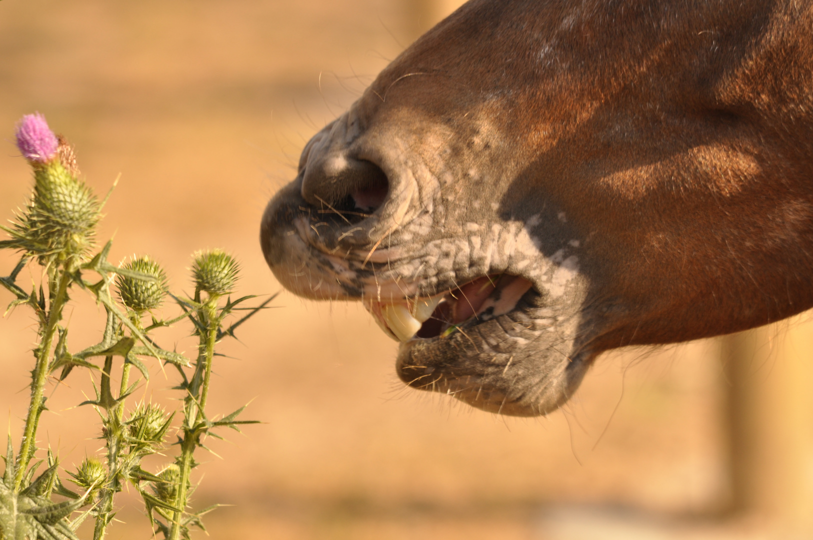 Das Freut sich das Pferd