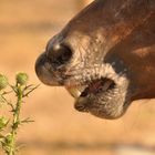 Das Freut sich das Pferd