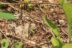 Das frisch geschlüpfte Männchen eines Großen Blaupfeils (Orthetrum cancellatum) ...