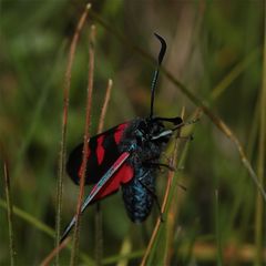 Das frisch geschlüpfte Thymian- oder Sechsfleckwidderchen (Zygaena filipendulae) . . .