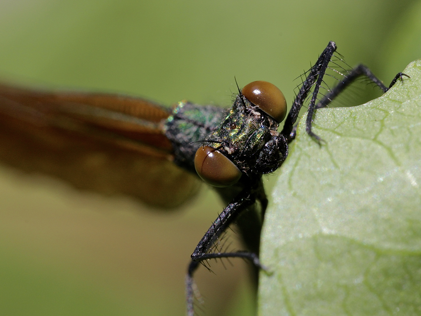 Das frisch geschlüpfte Weibchen der Blauflügeligen Prachtlibelle (Calopteryx virgo), ...