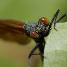 Das frisch geschlüpfte Weibchen der Blauflügeligen Prachtlibelle (Calopteryx virgo), ...