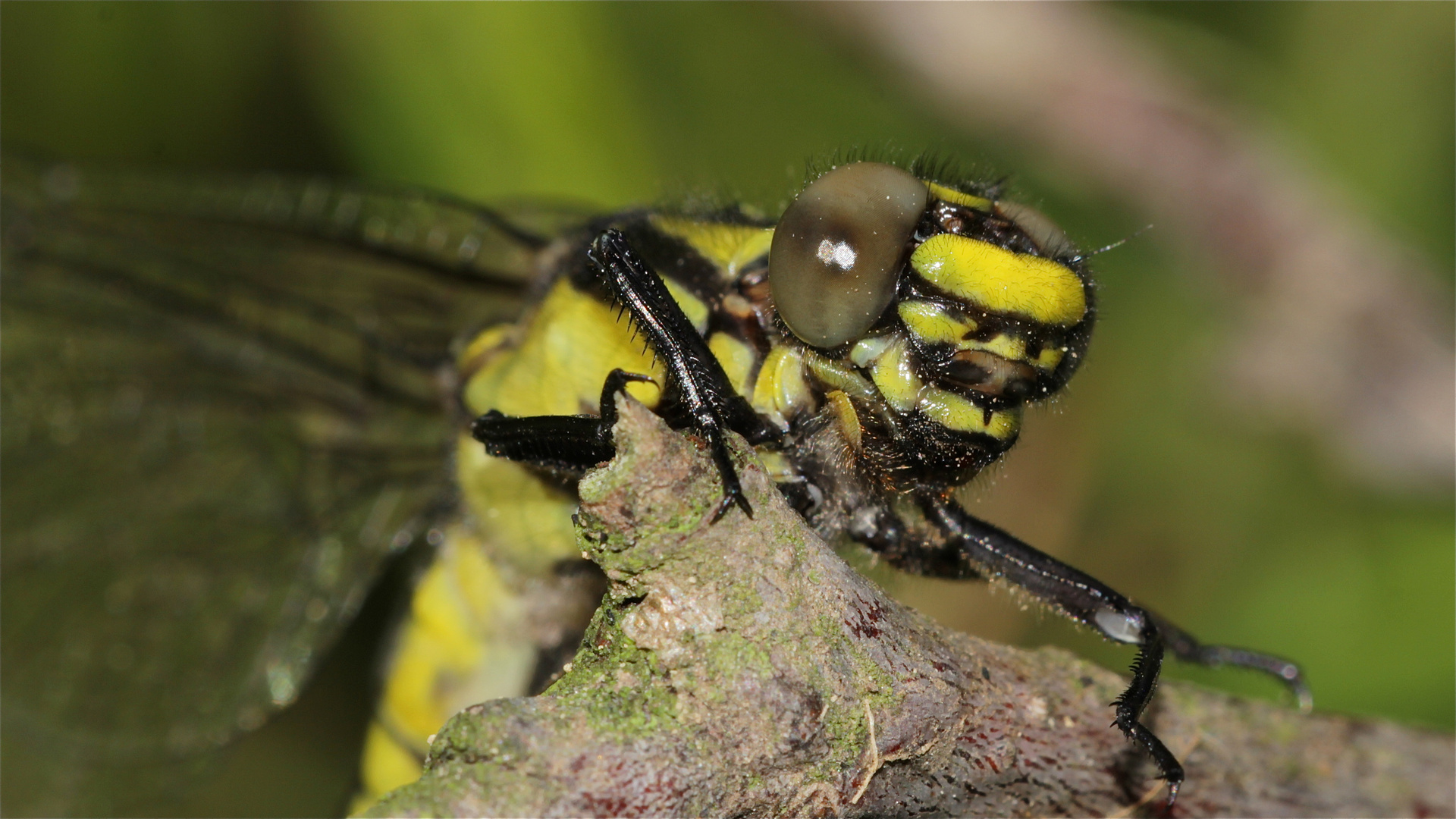 Das frisch geschlüpfte Weibchen der Gemeinen Keiljungfer (Gomphus vulgatissimus) . . .