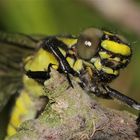 Das frisch geschlüpfte Weibchen der Gemeinen Keiljungfer (Gomphus vulgatissimus) . . .