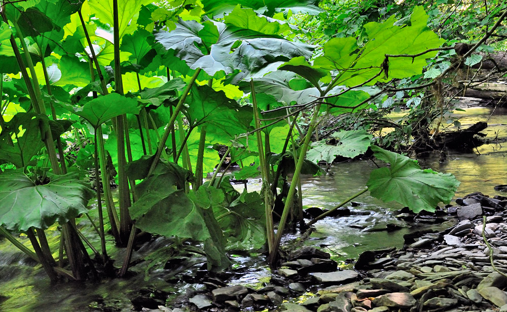 Das frische Grün (2)