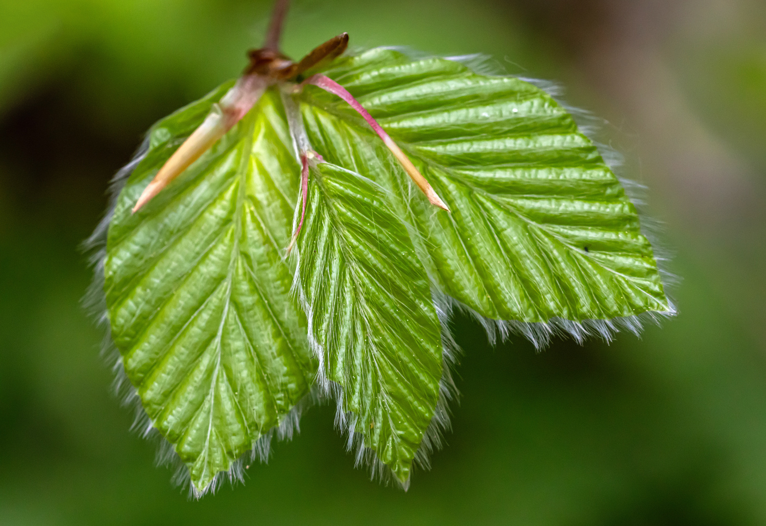 Das frische Grün