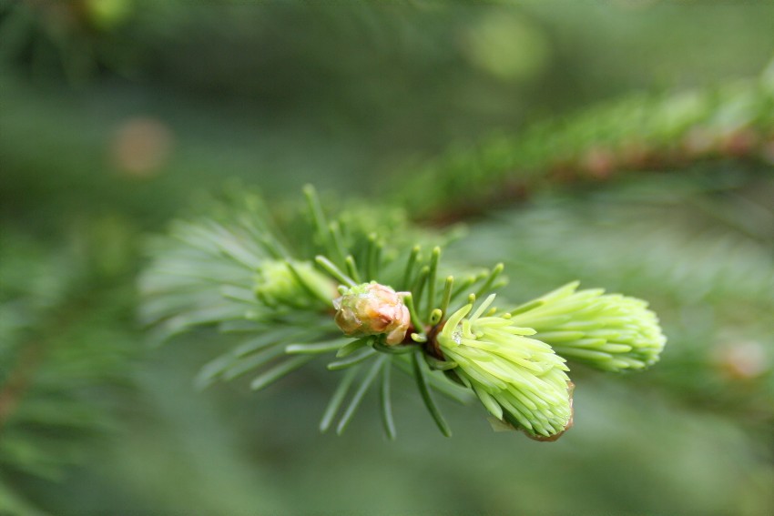 Das frische Grün der Fichte