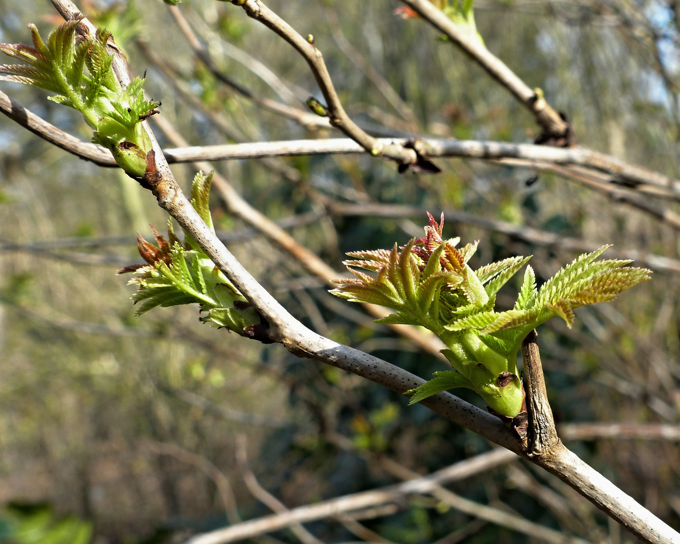 Das frische Grün sprießt schon