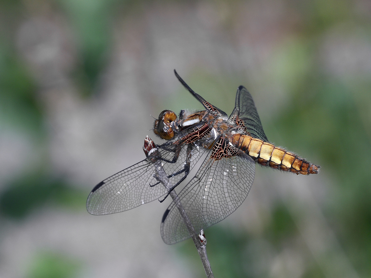 Das frische Weibchen einer Plattbauchlibelle (Libellula depressa), ...