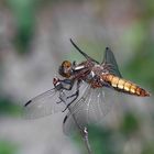 Das frische Weibchen einer Plattbauchlibelle (Libellula depressa), ...