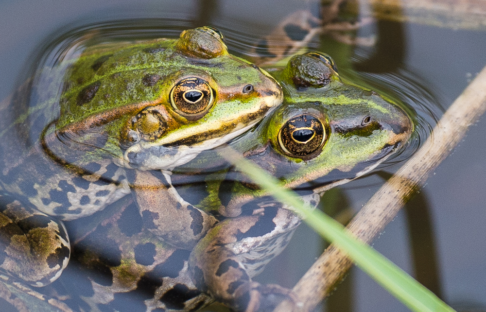 Das Frosch Paar