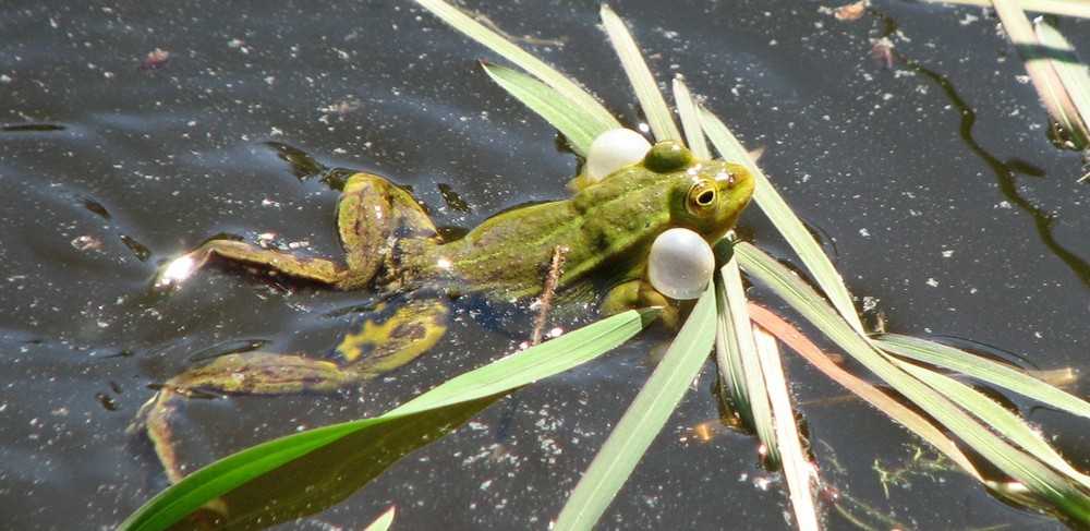 Das Froschkonzert